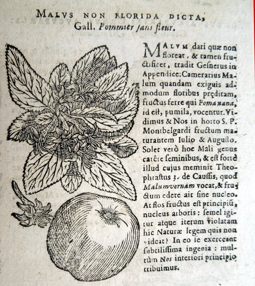 Stirpium icones et sciagraphia cum omnibus, quae de plantarum natura, …