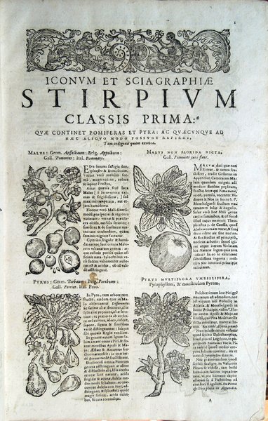 Stirpium icones et sciagraphia cum omnibus, quae de plantarum natura, …