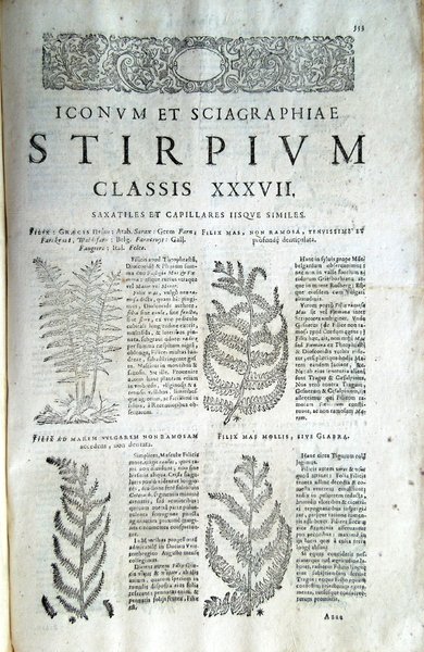 Stirpium icones et sciagraphia cum omnibus, quae de plantarum natura, …