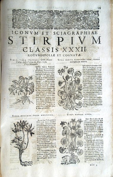 Stirpium icones et sciagraphia cum omnibus, quae de plantarum natura, …