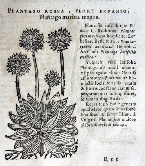 Stirpium icones et sciagraphia cum omnibus, quae de plantarum natura, …