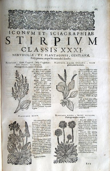 Stirpium icones et sciagraphia cum omnibus, quae de plantarum natura, …