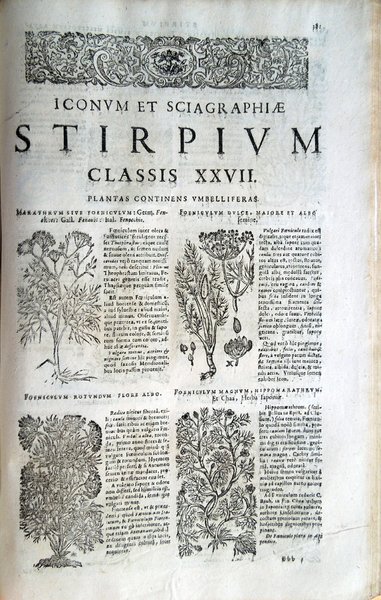 Stirpium icones et sciagraphia cum omnibus, quae de plantarum natura, …