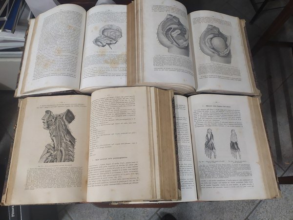 Trattato di anatomia descrittiva