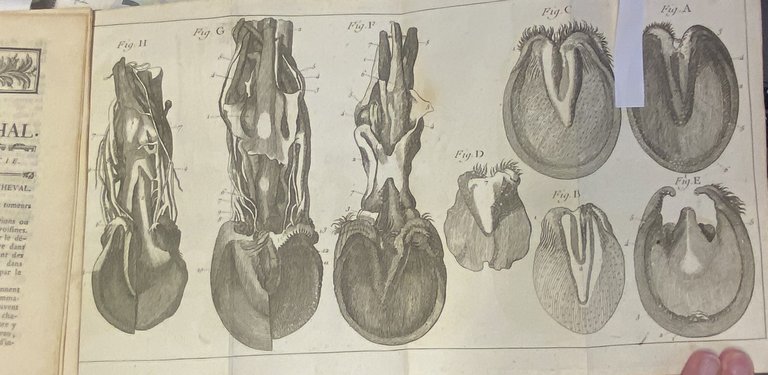 Guide du Maréchal Ouvrage contenant une Connoissance exacte du Cheval, … | Immagine Gallery 4