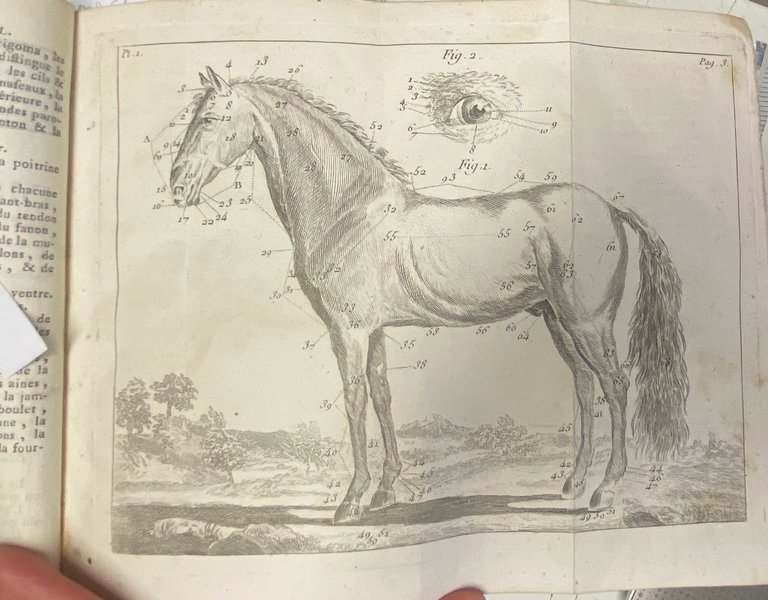 Guide du Maréchal Ouvrage contenant une Connoissance exacte du Cheval, … | Immagine Gallery 6