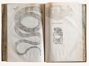 Serpentum, et draconum historiae libri duo | Immagine Gallery 4