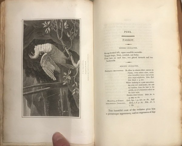 ZOOGRAPHY; or the BEAUTIES OF NATURE DISPLAYED. In select descriptions …