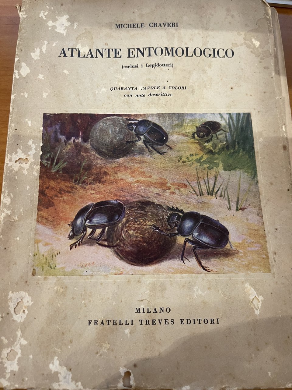 Atlante Entomologico