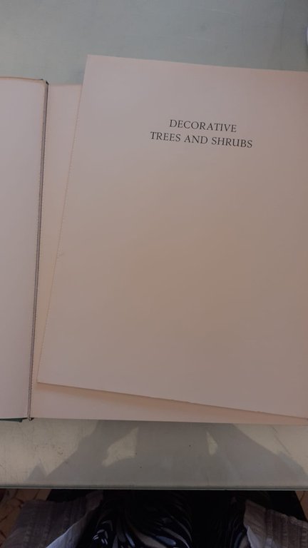 Decorative trees and shrubs | Immagine Gallery 3