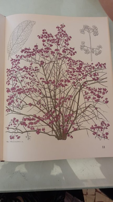 Decorative trees and shrubs | Immagine Gallery 9