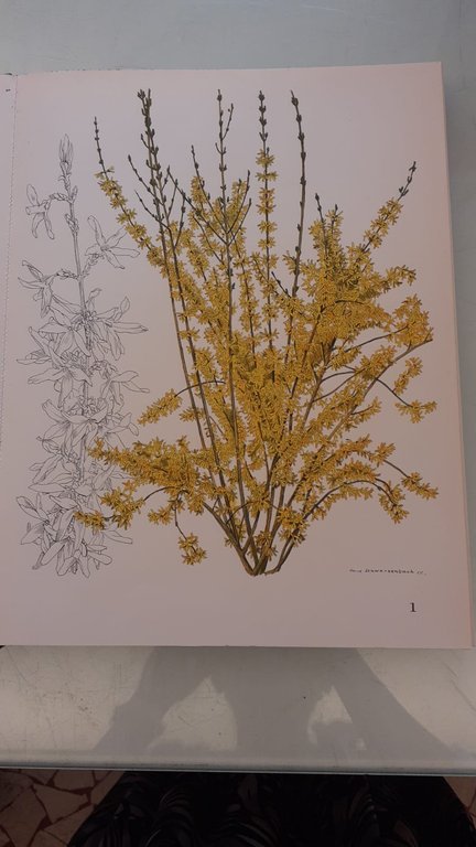 Decorative trees and shrubs | Immagine Gallery 7