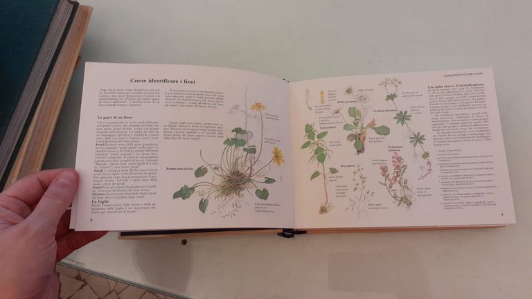 Guida pratica ai fiori spontanei in Italia | Immagine Gallery 5