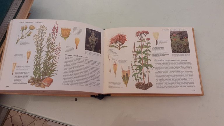 Guida pratica ai fiori spontanei in Italia | Immagine Gallery 8