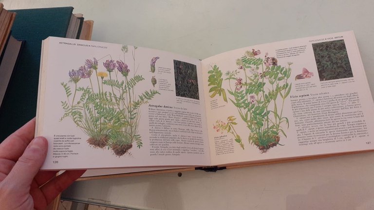 Guida pratica ai fiori spontanei in Italia | Immagine Gallery 9