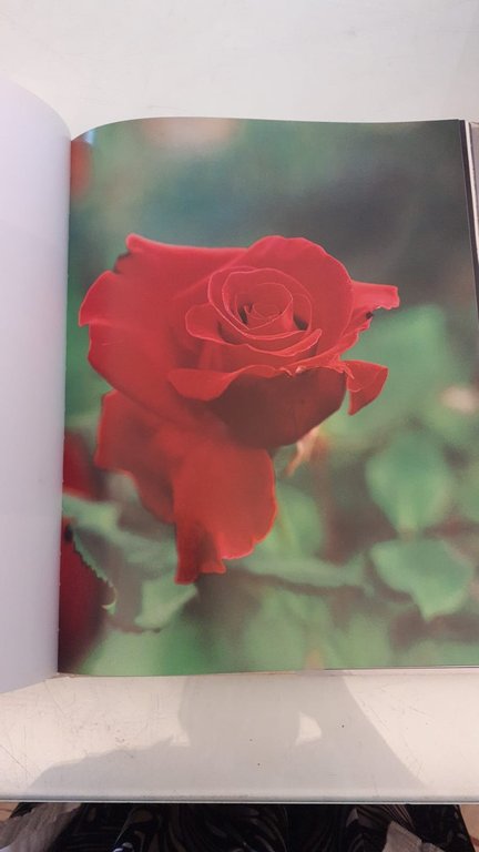 Il segreto delle rose | Immagine Gallery 8