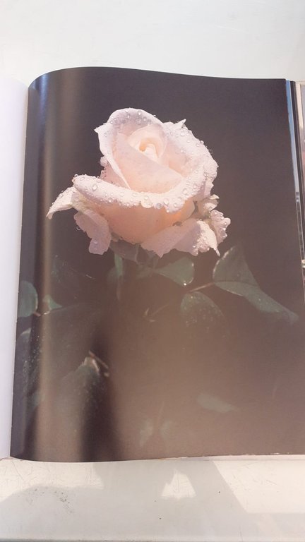 Il segreto delle rose | Immagine Gallery 7