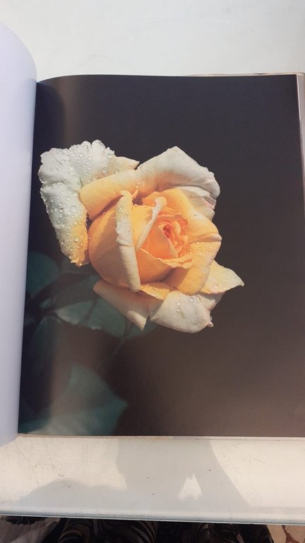 Il segreto delle rose | Immagine Gallery 9
