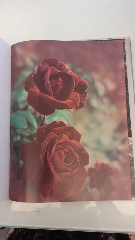 Il segreto delle rose | Immagine Gallery 10