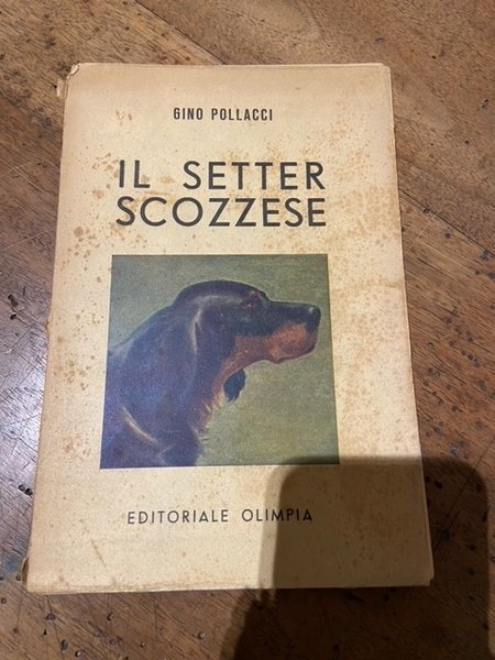 Il Setter Scozzese