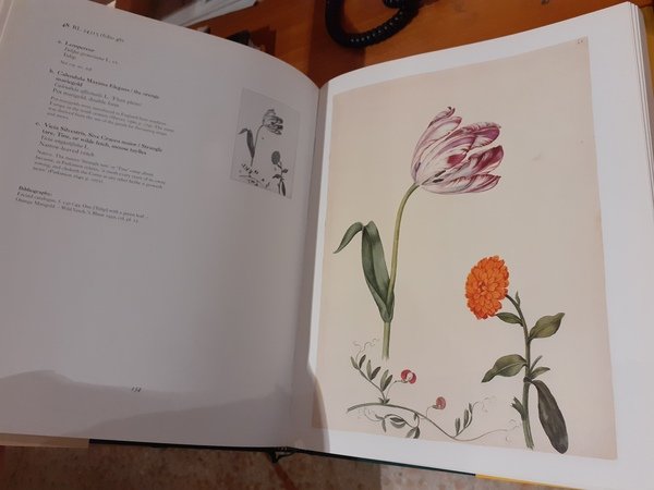 The florilegium of Alexander Marshal at Windsor Castle