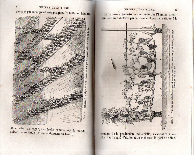 Culture de La Vigne et Vinification per le docteur Jules … | Immagine Gallery 3