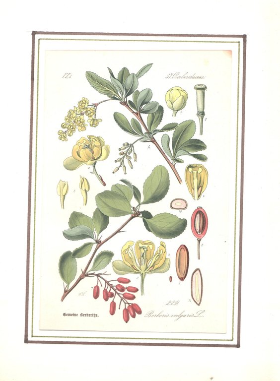 Curarsi con erbe, radici, foglie e fiori