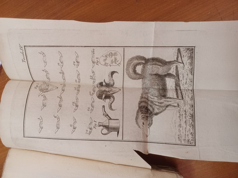 Del Governo delle Pecore spagnuole e italiane e dei vantaggi … | Immagine Gallery 3