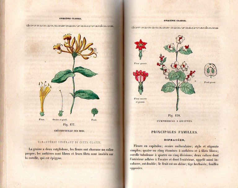 L'Herbier des demoiselles traité complet de la botanique | Immagine Gallery 3