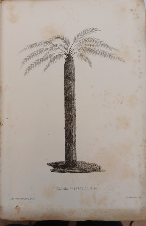 Les Collections Botaniques du Musee Royal de Physique et d'Histoire … | Immagine Gallery 2