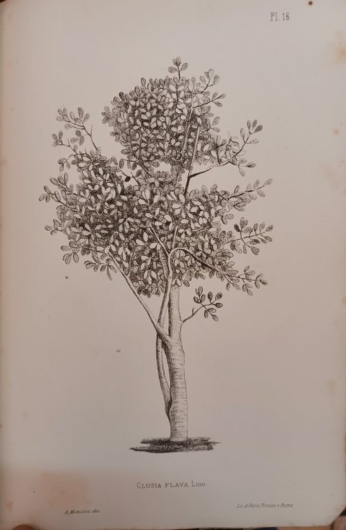 Les Collections Botaniques du Musee Royal de Physique et d'Histoire … | Immagine Gallery 3