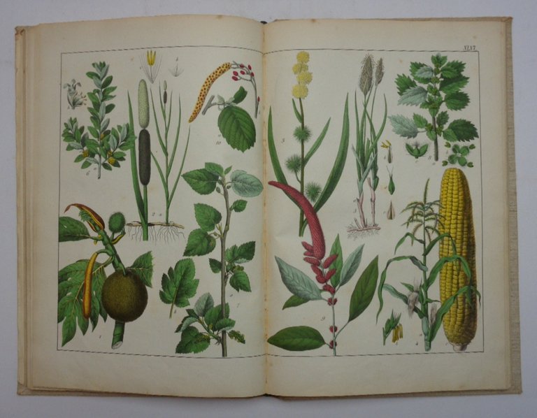 NATURGESCHICHTE DES PFLANZENREICHS IN BILDERN, Nach der Anordnung des allgemein … | Immagine Gallery 3