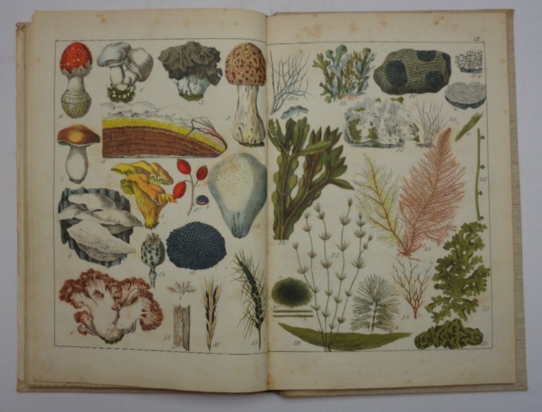 NATURGESCHICHTE DES PFLANZENREICHS IN BILDERN, Nach der Anordnung des allgemein … | Immagine Gallery 4