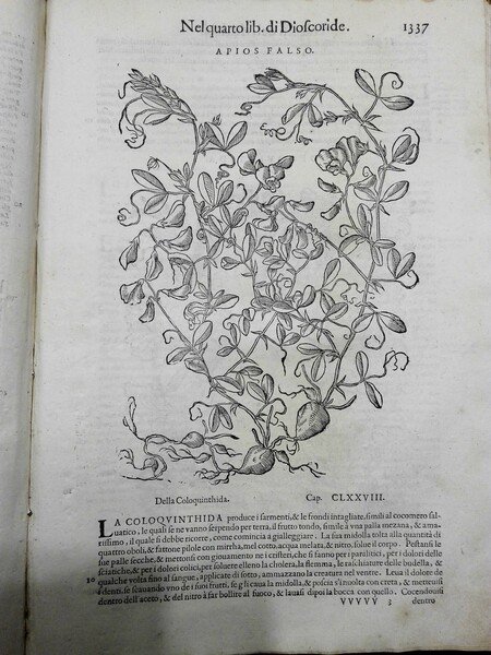 Dei discorsi.nelli sei libri di Pedacio Dioscoride Anazarb della materia … | Immagine Gallery 1