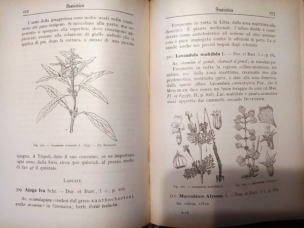 Flora economica della Libia