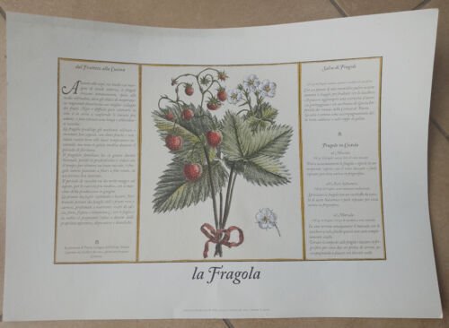 La Fragola - STAMPA