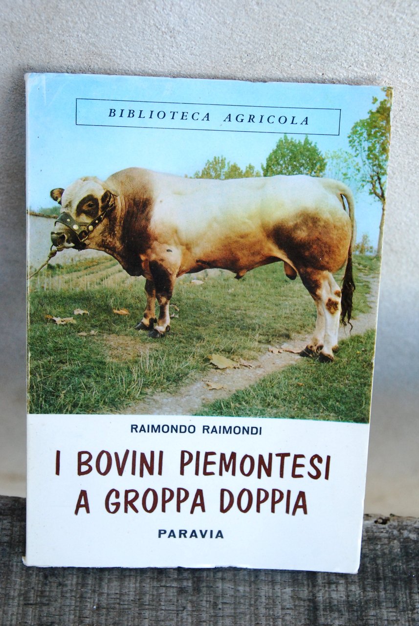 i bovini piemontesi a groppa doppia NUOVO