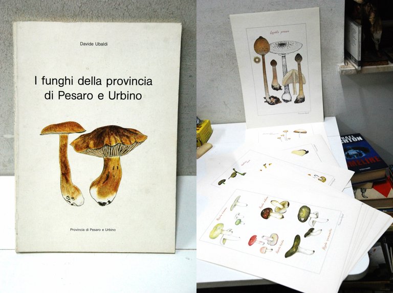 i funghi della provincia di pesaro e urbino PORTFOLIO NUOVO