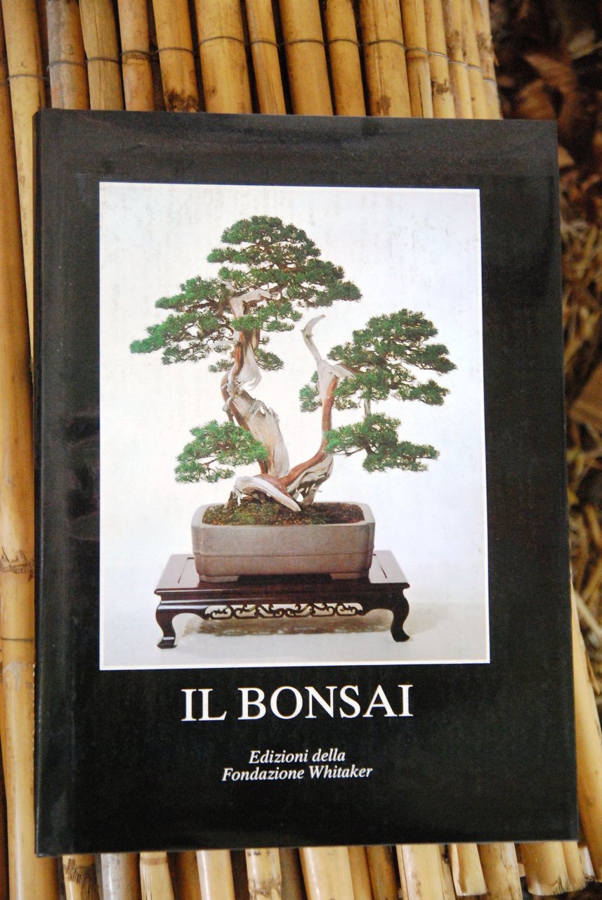 whitaker il bonsai NUOVISSIMO