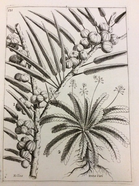 RARIORUM STIRPIUM HISTORIA EX PARTE OLIM EDITA. - Nunc centum …