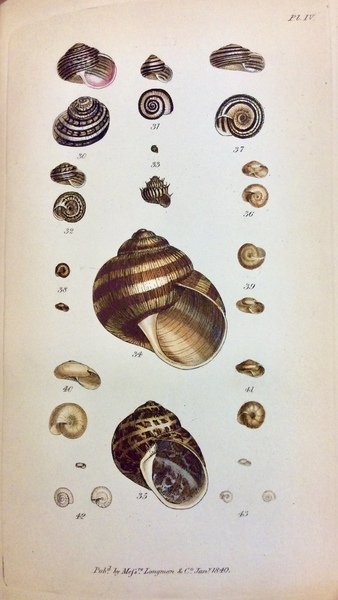 A MANUAL OF THE LAND AND FRESH-WATER SHELLS OF THE …