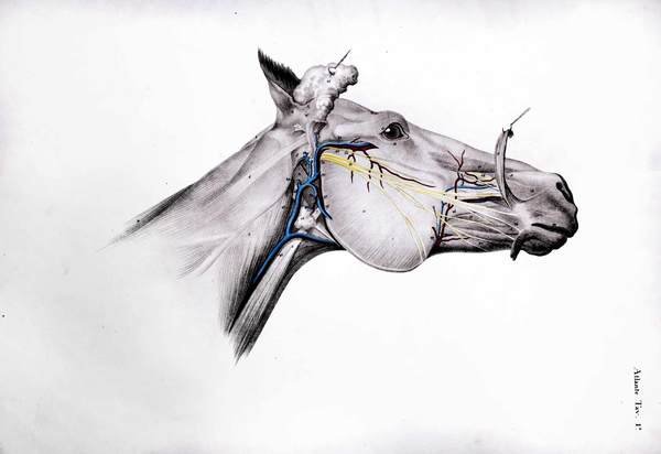 DIZIONARIO DI MEDICINA CHIRURGIA ED IGIENE VETERINARIA. - Tradotto sulla …