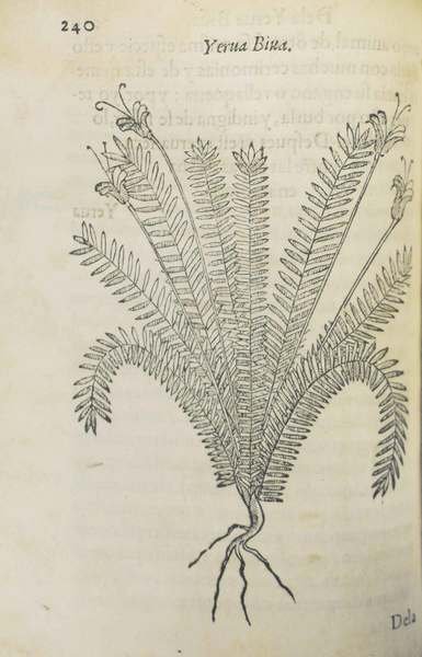 TRACTADO DE LAS DROGAS, Y MEDICINAS DE LAS INDIAS ORIENTALES, …