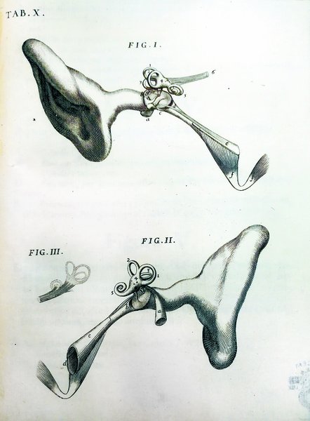 DE AURE HUMANA TRACTATUS. - In quo integra eiusdem auris …