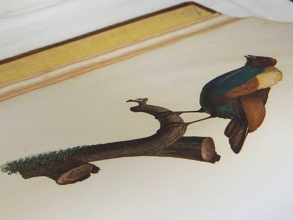 HISTOIRE NATURELLE DES OISEAUX DE PARADIS ET DES ROLLIERS SUIVIE …