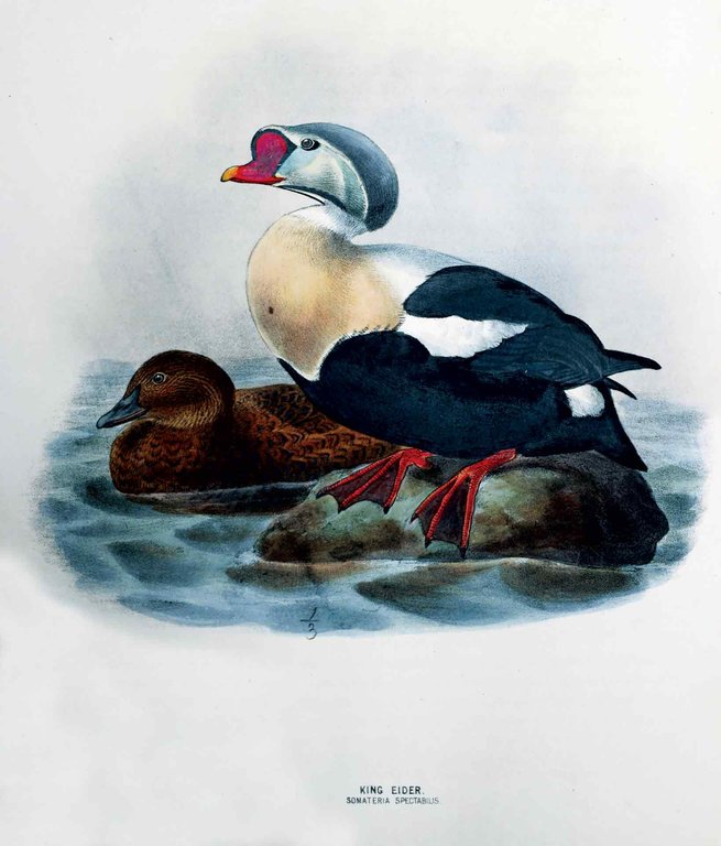 A HISTORY OF THE BIRDS OF EUROPE. - Including all …