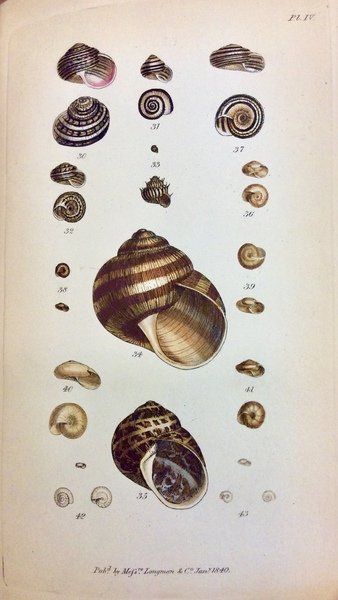 A MANUAL OF THE LAND AND FRESH-WATER SHELLS OF THE …