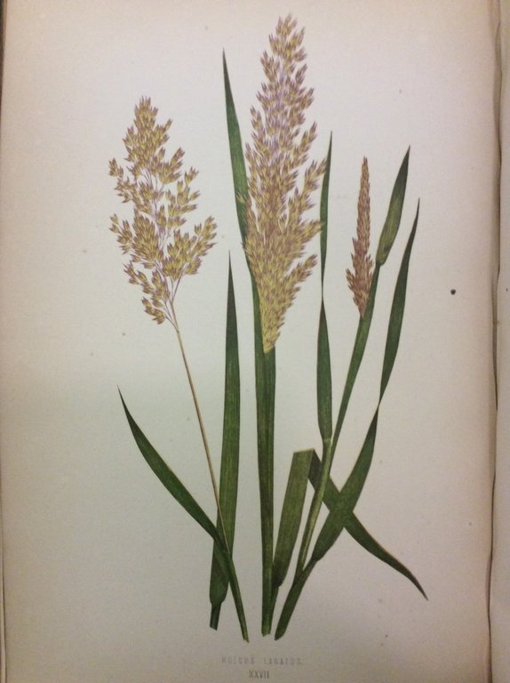 A NATURAL HISTORY OF BRITISH GRASSES. - With coloured illustrations.