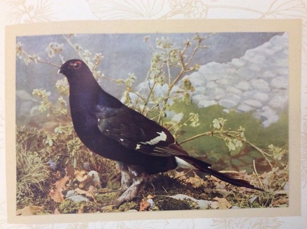 ALI E COLORI. - XXIV tavole originali che riproducono nel … | Immagine Gallery 1