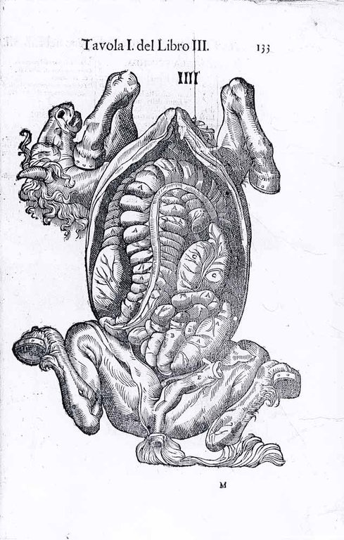 ANATOMIA DEL CAVALLO, INFERMITA' ET SUOI RIMEDII. - Opera nuova, …